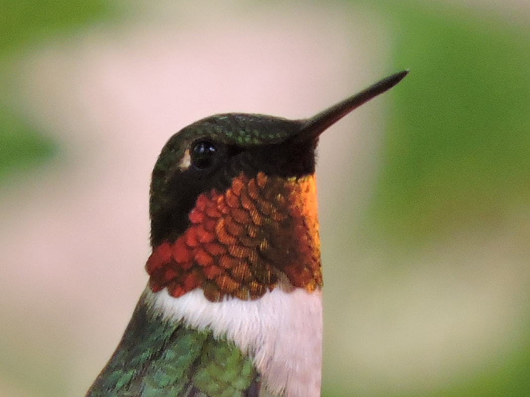 Wanted: FOR DISTURBING THE PEACE AND ASSAULTS ON OTHER HUMMINGBIRDS